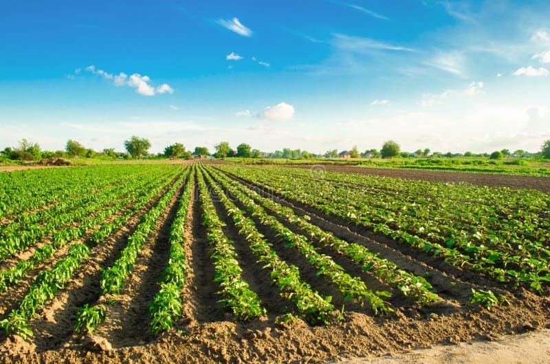 buy Agriculture lands